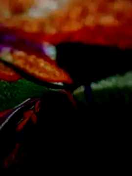 wifedesi7050 online show from 20, 4, 2026