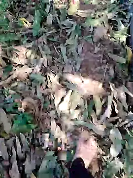 Snapshot of blackbeauty321 chatting on 3, 3, 2026 blackbeauty321 online show from 3, 3, 2026