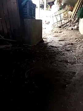 Snapshot of hungdecu chatting on 5, 3, 2026 hungdecu online show from 5, 3, 2026