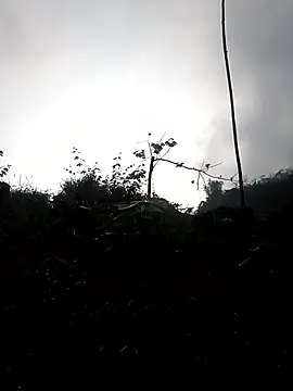 Snapshot of elen8800 chatting on 3, 3, 2026 elen8800 online show from 3, 3, 2026