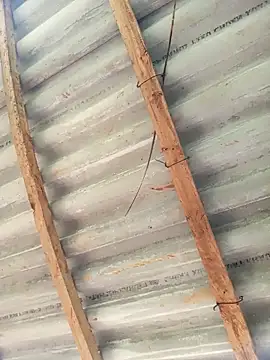 Heylen hooo online show from 26, 3, 2026