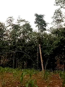 lyly sexx online show from 16, 4, 2026