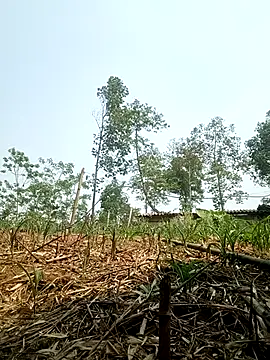 lyly sexx online show from 14, 4, 2026