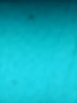 scarlett leex  online show from 12, 4, 2026