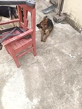 mylove202022 online show from 15, 3, 2026