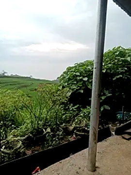 sena baby online show from 2, 5, 2026