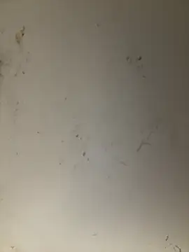 ANNIE 10- online show from 11, 4, 2026