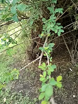 junedkhan99 online show from 4, 4, 2026