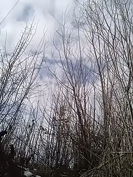 Luceriusbigass online show from 30, 1, 2025