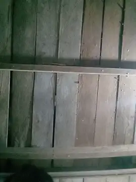 auro99 online show from 15, 6, 2026
