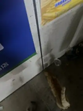 Snapshot of cycd3490 chatting on 1, 7, 2026 cycd3490 online show from 1, 7, 2026