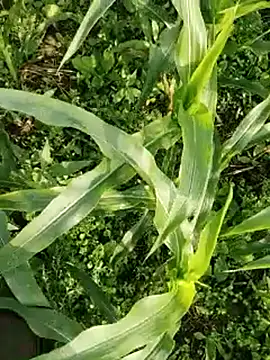 ThethunderPo online show from 17, 3, 2026