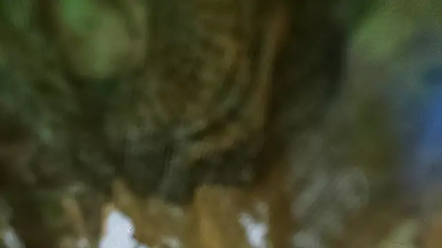 domjoab online show from 24, 1, 2025