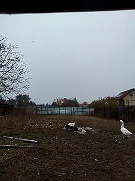 sarpe4 online show from 2, 11, 2025