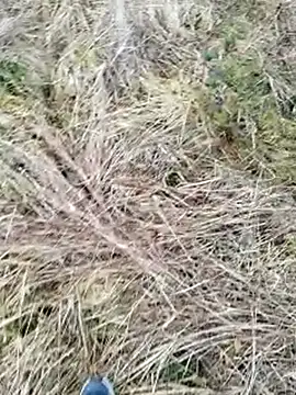 Muzz 2020 online show from 17, 3, 2025