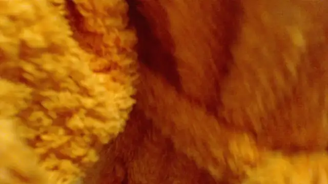 Snapshot of larawet chatting on 26, 2, 2025 larawet online show from 26, 2, 2025