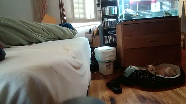 jumpingtomflash online show from 16, 4, 2026