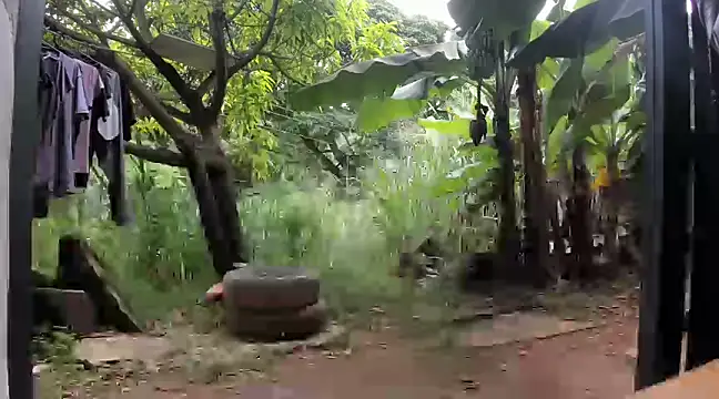 venusandzeusxh online show from 5, 12, 2024