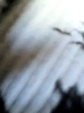 Frost foxy online show from 12, 9, 2025