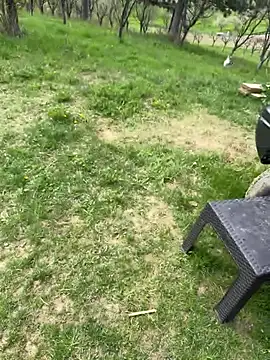 Alimela online show from 13, 4, 2026