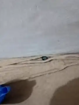 Galahot7 online show from 9, 12, 2024