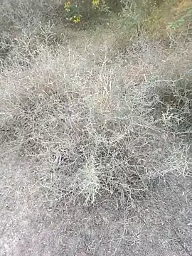 Snapshot of rameshmry1 chatting on 6, 3, 2026 rameshmry1 online show from 6, 3, 2026