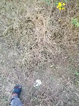 Snapshot of rameshmry1 chatting on 21, 3, 2026 rameshmry1 online show from 21, 3, 2026