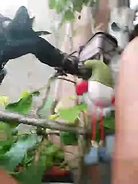 k lebannon online show from 9, 3, 2025