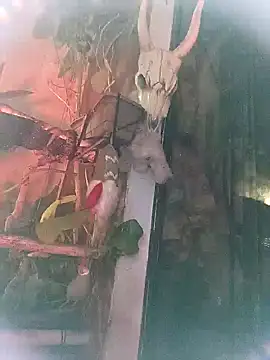 k lebannon online show from 9, 3, 2025