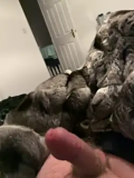 Furdale online show from 26, 11, 2025