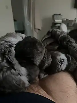 Furdale online show from 24, 2, 2026