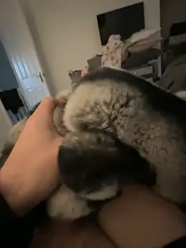 Furdale online show from 24, 1, 2025