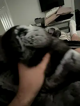 Furdale online show from 14, 10, 2025