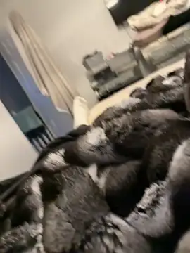 Furdale online show from 26, 2, 2026