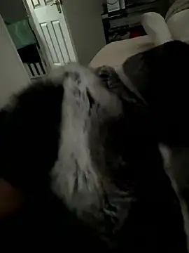 Furdale online show from 15, 1, 2026