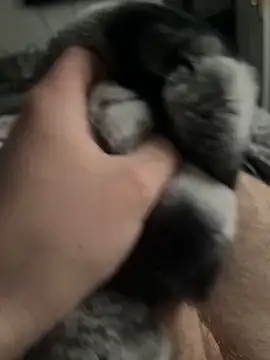 Furdale online show from 3, 2, 2025