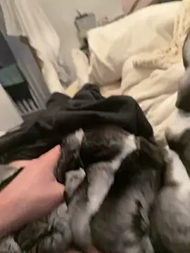 Furdale online show from 4, 2, 2026