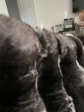 Furdale online show from 23, 2, 2026