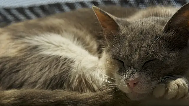 tattooed test online show from 27, 2, 2026