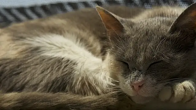 tattooed test online show from 3, 10, 2025