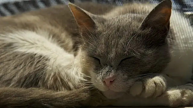 tattooed test online show from 12, 12, 2024