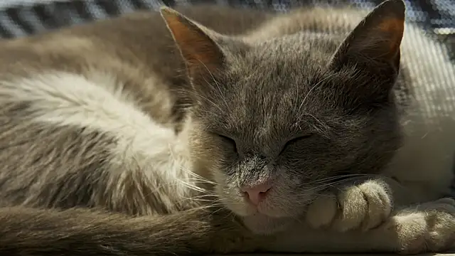 tattooed test online show from 11, 2, 2025