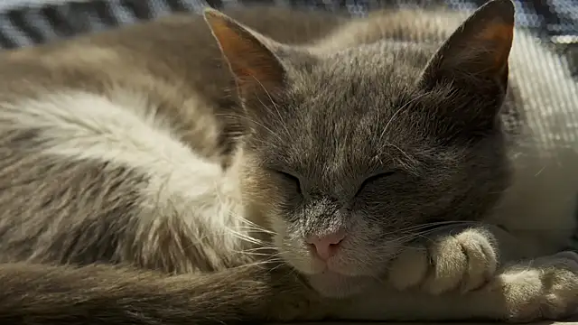 tattooed test online show from 18, 2, 2025