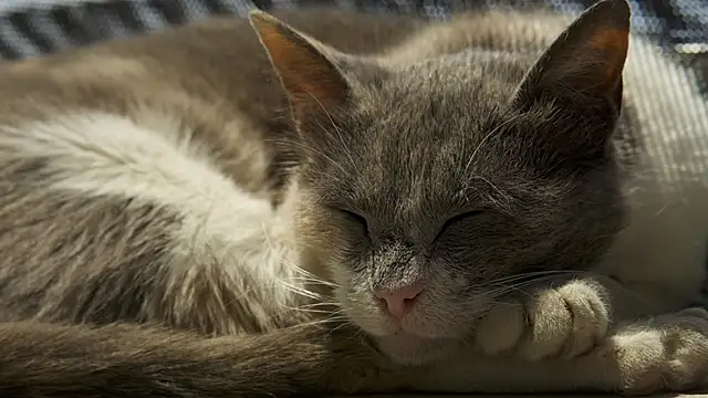 tattooed test online show from 23, 12, 2024