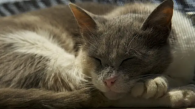 tattooed test online show from 13, 12, 2024