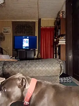 dutra498 online show from 25, 3, 2026