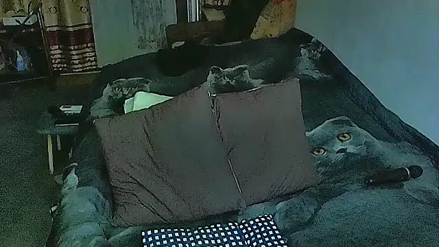 sex2 online show from 29, 9, 2025