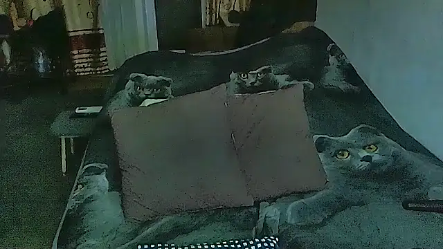 sex2 online show from 11, 2, 2026