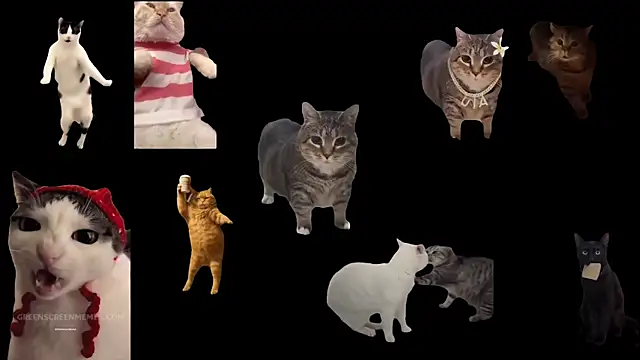 aberaaruba online show from 10, 11, 2025