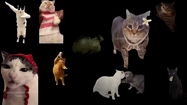 aberaaruba online show from 13, 11, 2025